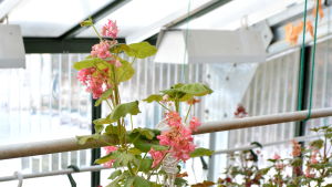 Snart ska Bernt och Märtha börja ta pelargonsticklingar. Pelargoner i växthus