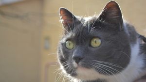 Också katten anses vara skadlig. Eija Quinlans katt Zelda, som var bortsprugnen i 3 år (11.04.16)