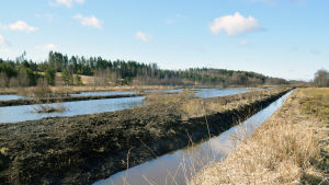 Vallar har gjorts kring våtmarken. En våtmark som byggts i närheten av en åker. I bakgrunden syns skog.