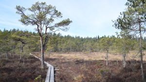 Västerby friluftsområde kan bli säkrare att cykla till. En spång leder över en mossa i Västerby friluftsområde.