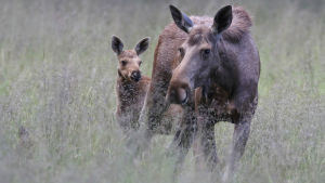 Älgstammen har minskat drastiskt på vissa håll i östra Finland på grund av vargen. En älg och en kalv på en äng.