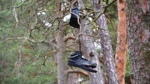 De här skorna har fått sin sista viloplats i en tall på Borgbacken. skor i träd