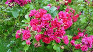 Rosen F. J. Grootendorst har många små, fransiga blommor i klungor. Rosa rugosa.