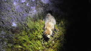 Mårdhundar trivs där det finns äpplen, vass med småfåglar och sumpig mark. Död mårdhund ligger i skogen.