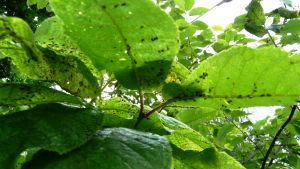 Vi gillar inte bladlöss, men för många fåglar och insekter är bladlössen mat. Häggbladlöss hotar i sommar angripa spannmålsodlingar