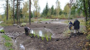 Planteringsarbete vid en ny biofiltrationssänka. biofiltrationsarbete i Tasträsk i Sibbo 21.09.15