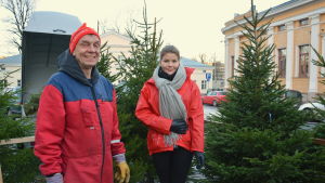 Auvo Heikkilä odlar granar i Patis, Åbo. Heikkiläs familj och släkt rycker in för att hjälpa till under julgransruschen. Auvo Heikkilä med julgranar från Heikkilän tila.