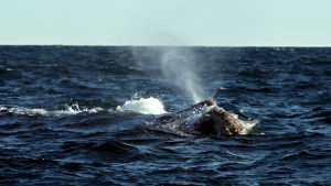 Valjakten har gått över förväntan. En val simmar i havet utanför södra Sydamerika.