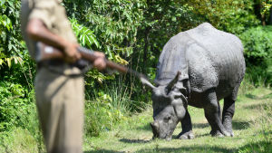 Sumatranoshörningen kan ha dött ut om tio år. Den indiska noshörningen du ser på bilden har inte heller många vänner kvar i livet. A forest guard keeps up vigil on a one- horned Rhino which takes shelter on higher land inside Pobitora Wild Life Sanctuary in the flood affected Morigaon district of Assam, India, 09 September 2013. Heavy rainfall over the last week in neighbouring Aruna