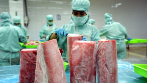 Speciellt tonfiskfabriker och ananasfabriker har varit under lupp. Den här fabriken finns i Vietnam. tonfiskfabrik i vietnam