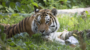 De äldre fick följa med en sibirisk tiger på nära håll. En sibirisk tiger på Högholmen.
