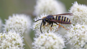 Getingar fyller sin funktion i naturen även om de kan uppfattas som jobbiga vid middagar utomhus. En geting sitter på en blomma