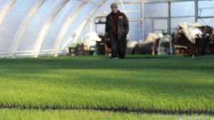 Lökplantor vid Christer Finnes växthus i Solf Lökplantor hos Christer Finne i Solf