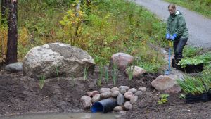 Stenar, växter, vatten - en vacker kombination när det väl är färdigt. biofiltrationsarbete i Tasträsk i Sibbo 21.09.15