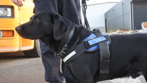 Tullhunden Lexi blev årets tullhund Hunden Lexi står med nosen åt vänster. Närbild.
