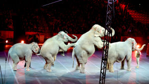 Ringling Brothers elefanter i januari 2016 Ringling Brothers cirkuselefanter i januari 2016.