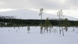 Lumikero, Pallas-Yllästunturin kansallispuisto Lumikero, Pallas-Yllästunturin kansallispuisto