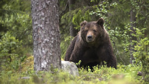 Tämä uros on menettänyt puolet korvastaan kiima-ajan taisteluissa alueen muiden urosten kanssa. Karhun elämä on jatkuvaa riskien hallintaa. Karhu-uros on menettänyt puolet korvastaan kiima-ajan taisteluissa alueen muiden urosten kanssa. Karhun elämä on jatkuvaa riskien hallintaa.
