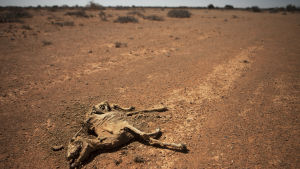 Somalia lider av en av de värsta torkorna i mannaminne. Människor och djur dör som flugor och hjälpinsatserna når inte fram dit de ska. Boskap ligger döda i den torra terrängen