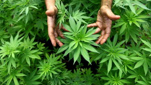 Ok, det är inte basilika du odlar. Men betyder det att du ska jämställas med en terrorist? Jordiga händer runt en cannabisplanta.