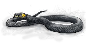 Piirroskuva rantakäärme