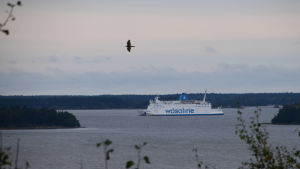 Wasa Express. En bild tagen från toppen av storberget i gerby. Man ser havet där wasalinefärjan åker.