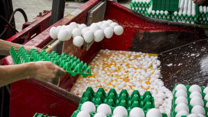 Ägg förstörs på en farm i Onstwedde, Nederländerna. Äggen kastas i en container av den nederländska livsmedelsmyndigheten den 3 augusti. Ägg förstörs på en farm i Onstwedde, Nederländerna. Äggen kastas i en container av den nederländska livsmedelsmyndigheten den 3 augusti.