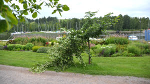 Träden har sågats av på mitten och topparna brutits ner. I mitten av bilden ett träd som brutits av på mitten. I bakgrunden blommro och båtar på ån.