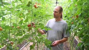 Henrik Nordström odlar ekologiskt och säljer främst till sommargäster. Nordströms kundbetjäning har inte lidit då reservelektricitet har sett till att kassaterminalen har fungerat. Man står i ett växthus. Runtom honom finns det massor av tomatplantor