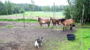 Hunden Gandalf hänger med Ingemo Grönqvist till stallet. Tre hästar och en hund i en hage. I bakgrunden syns åkrar.
