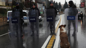 Polisen vakar över området i närheten av nattklubben. En hund tittar polisen som står och skyddar området kring den attackerade nattklubben i Istanbul.