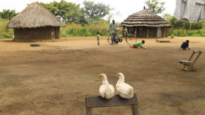 På gården med flera lerhyddor bor förutom Francis familj också flera av hans åtta syskon och hans föräldrar. hönor och lerhyddor i norra uganda