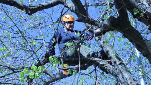 Arboristi Saija Asikainen työmaallaan. Arboristi Saija Asikainen kiipeää lehmukseen