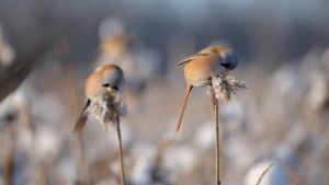 Runt 40 skäggmesar har setts i Borgå. skäggmesar fotograferad i ruskis i borgå 20.01.16