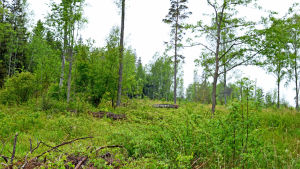 Kåda kan man hitta i skogen. Tidigare användes kåda som tuggummi. Skog på Mjölö