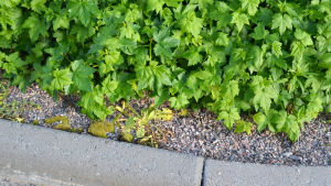 När stadens arbetare besprutar ogräs måste de måtta rätt så buskarna som ska växa vid parkeringsplatsen inte slokar. Ogräs på stenläggningar bekämpas ofta med glyfosat. maskros utanför Saunalahden koulu i Esbo som besprutats med glyfosat