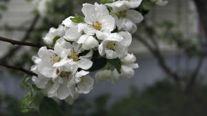 Riktigt så här stora blommor finns det inte ännu i allén, men den som väntar på något gott blir knappast besviken om några år. Vita äppelblom.