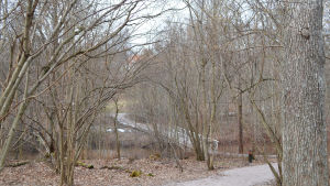 Här såg man mot huvudbyggnaden på Aurora Karamzins tid, idag har parken vuxit igen. träskända gård, parken
