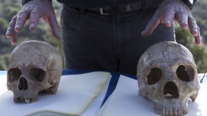 Ihmisen ja neandertalilaisen kohdatessa ihmisen vastustuskyky vei voiton. Vasemmalla Manot-luolasta Israelissa löydetty ihmisen kallo ja oikealla neandertalilaisen kallo. epa04591498 An unidentified scientist explains the differences between a modern human skull (L) and a Neanderthal skull (R) as he speaks outside the Manot stalactite cave in northern Israel, 28 January 2015 about the 55,000-year-old skull's discovery mark