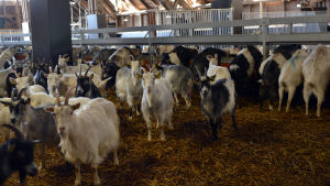 Getterna samlas för att ta sig ner för trapporna till mjölkningen. Getter på Ånäs gård