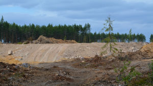 Den blivande landningsbanan syns bland en ensam gran och nerhuggna träd och grenar.