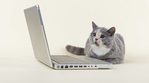 Kattbilder är inte det enda beroendeframkallande i den digitala världen katt vid dator