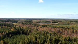 Skog och andra naturlandskap är viktiga kolsänkor, som nu är en kritisk del av EU:s klimatstrategi. Utsikten från Rani plasts tak
