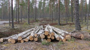 Ett mysterium? Vad i all världen ska björkarna användas till? En hög med fällda björkar ligger i skogen.