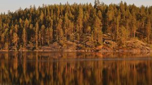 Metsäinen kalliosaaren ranta kohoaa peilityynen järvenpinnan taustalla. Ilta-aurinko maalaa metsän lämpimän oranssiksi, metsä heijastuu kuvajaiseksi vedenpintaan.