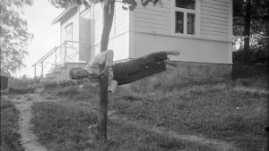 En man håller sig vågrät i luften genom att hålla fast i ett träd. Bilden är tagen 1930 i Bromarf.