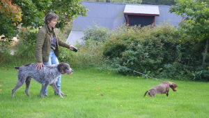 Monica Tallbergs tax Jaffa får stanna hemma från hjortjakten i år. Kompisen Dogi är en stor hund, men ändå hälften mindre än en varg. Monica Tallberg och hundarna Jogi och Jaffa tycker inte att vargen hör hemma i bebyggelse.