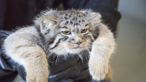 Manulen syns bättre under vinterhalvåret. Manul hålls i av handskklädda händer.