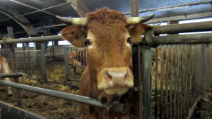 Limousin-karjaa navetassa.