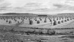 Mustialan maanviljelysopiston pelto vuonna 1899